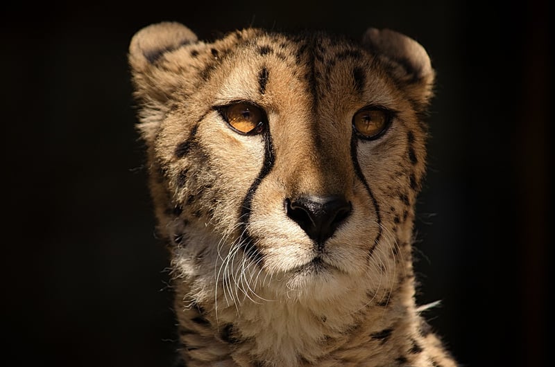 guépard