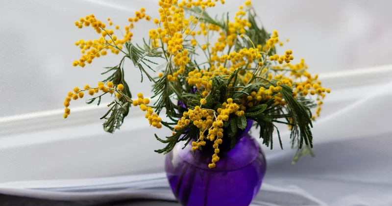 Entretenir ses germinis en vase : les gestes qui changent tout